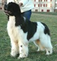 Italia Club Champion, GOOD from SALINA-Salome. Copyright by kennel Fairweather's.