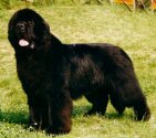 BIS European Winner'00, BIS Middle European Winner'00, Top newfoundland in Europe'00, INTCH/USA/H/PL/SK/RUS/CRO/CH Midnight Lady's ESPECIALLY FOR YOU-Skippy. Copyright by kennel Midnight Lady's.
